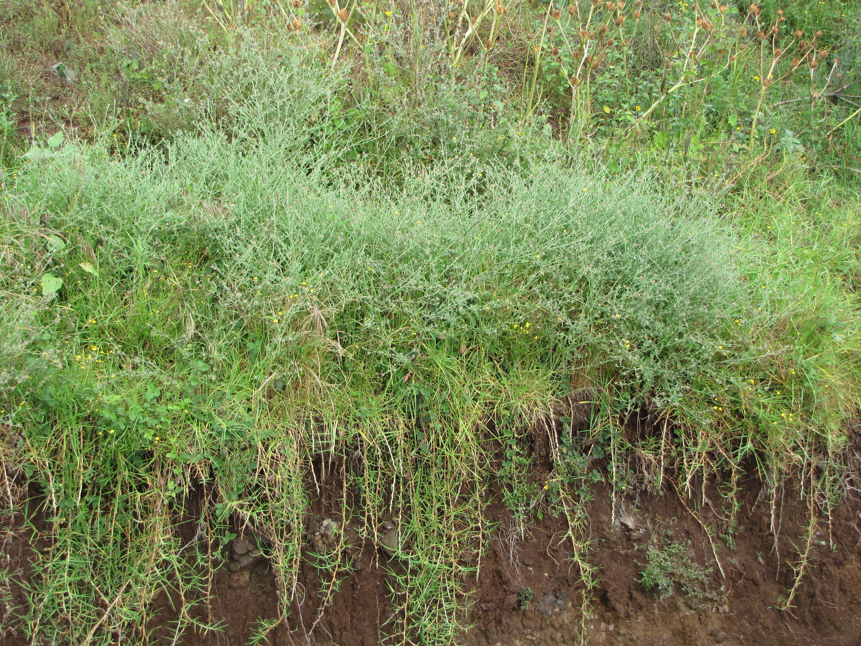 Imagem de Centaurea melitensis L.