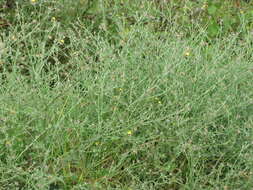 Imagem de Centaurea melitensis L.