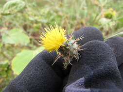 Image of Maltese star-thistle