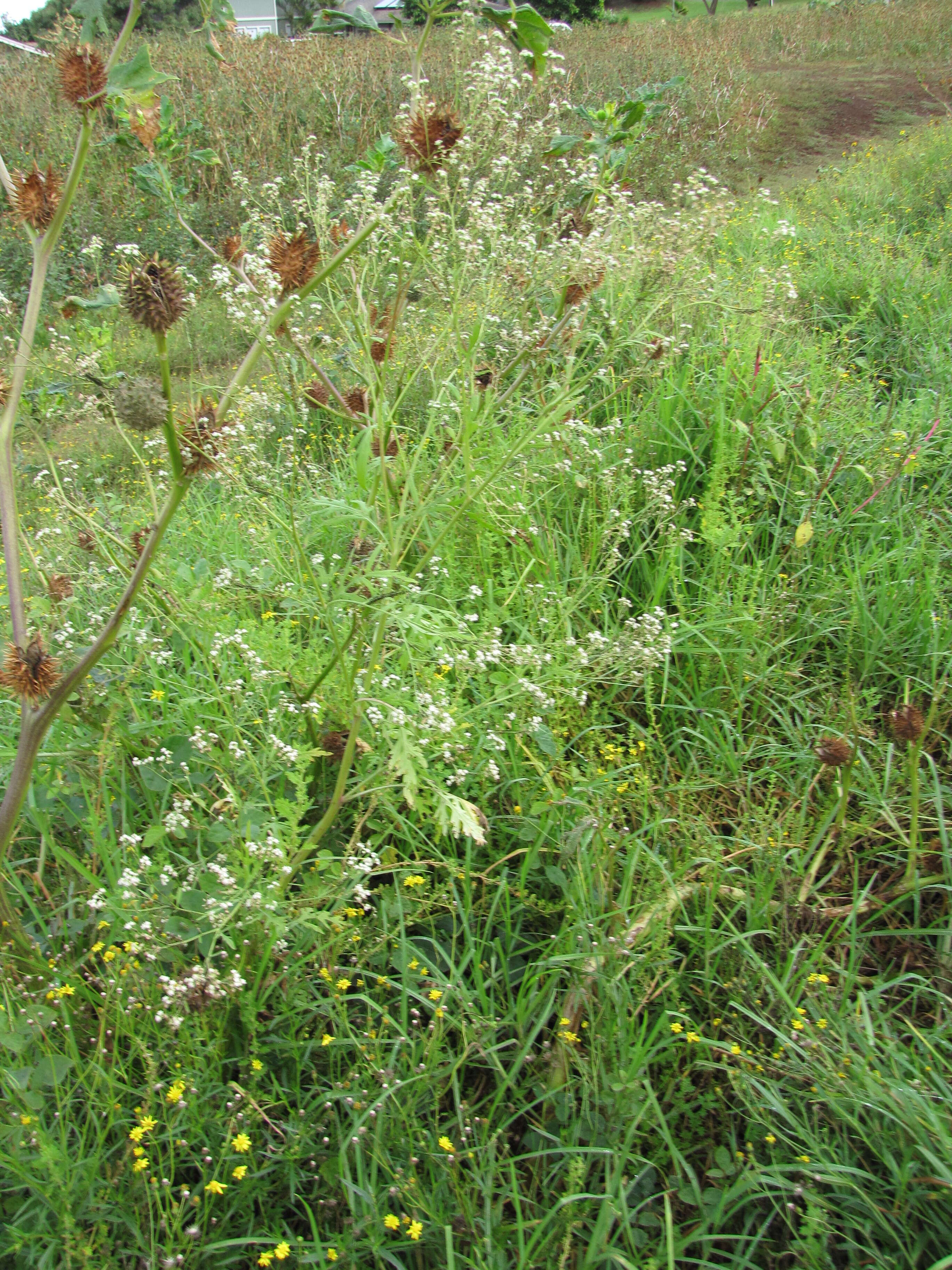 Image of Santa Maria feverfew