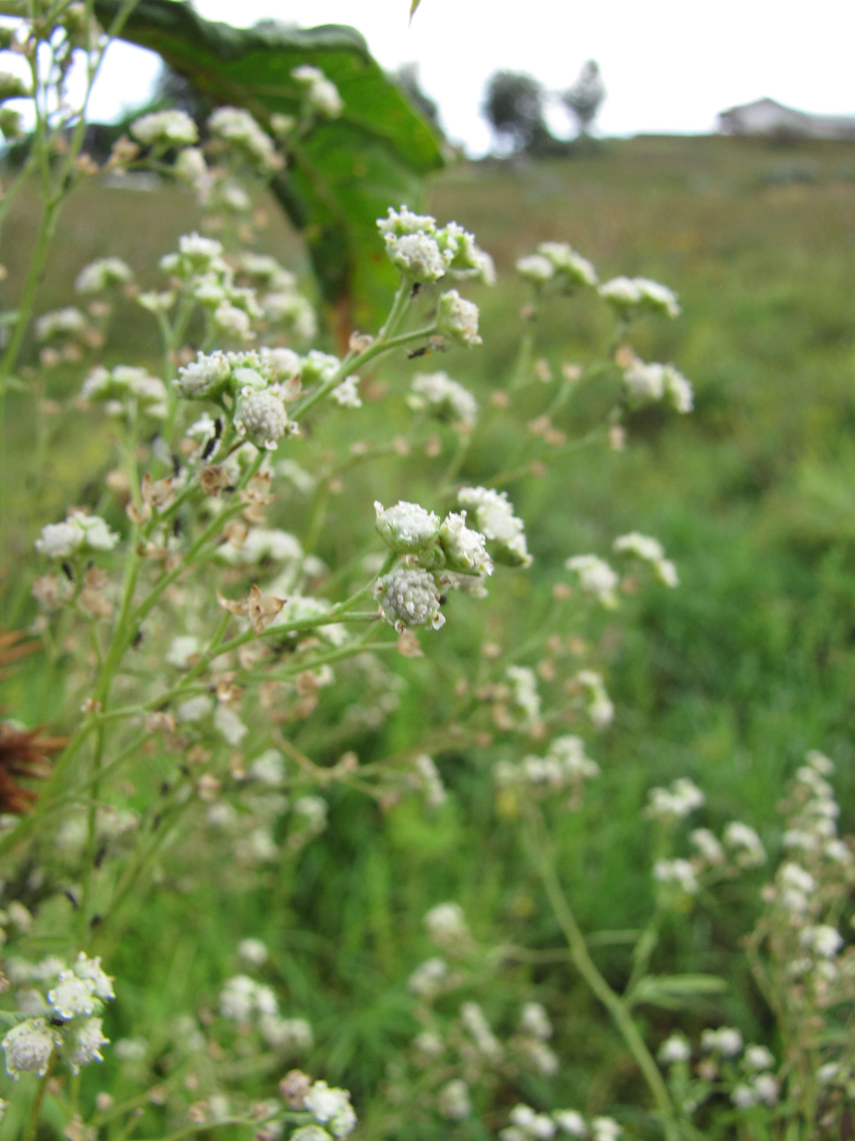 Image of Santa Maria feverfew