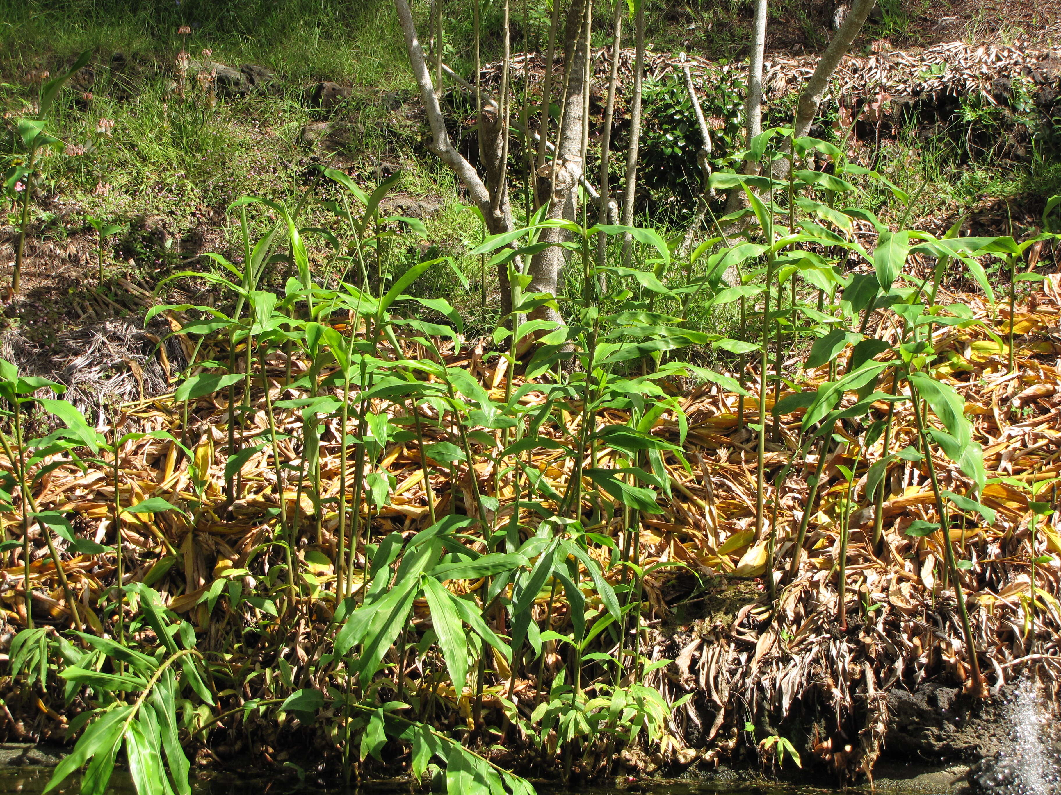 Imagem de Hedychium coronarium J. Koenig