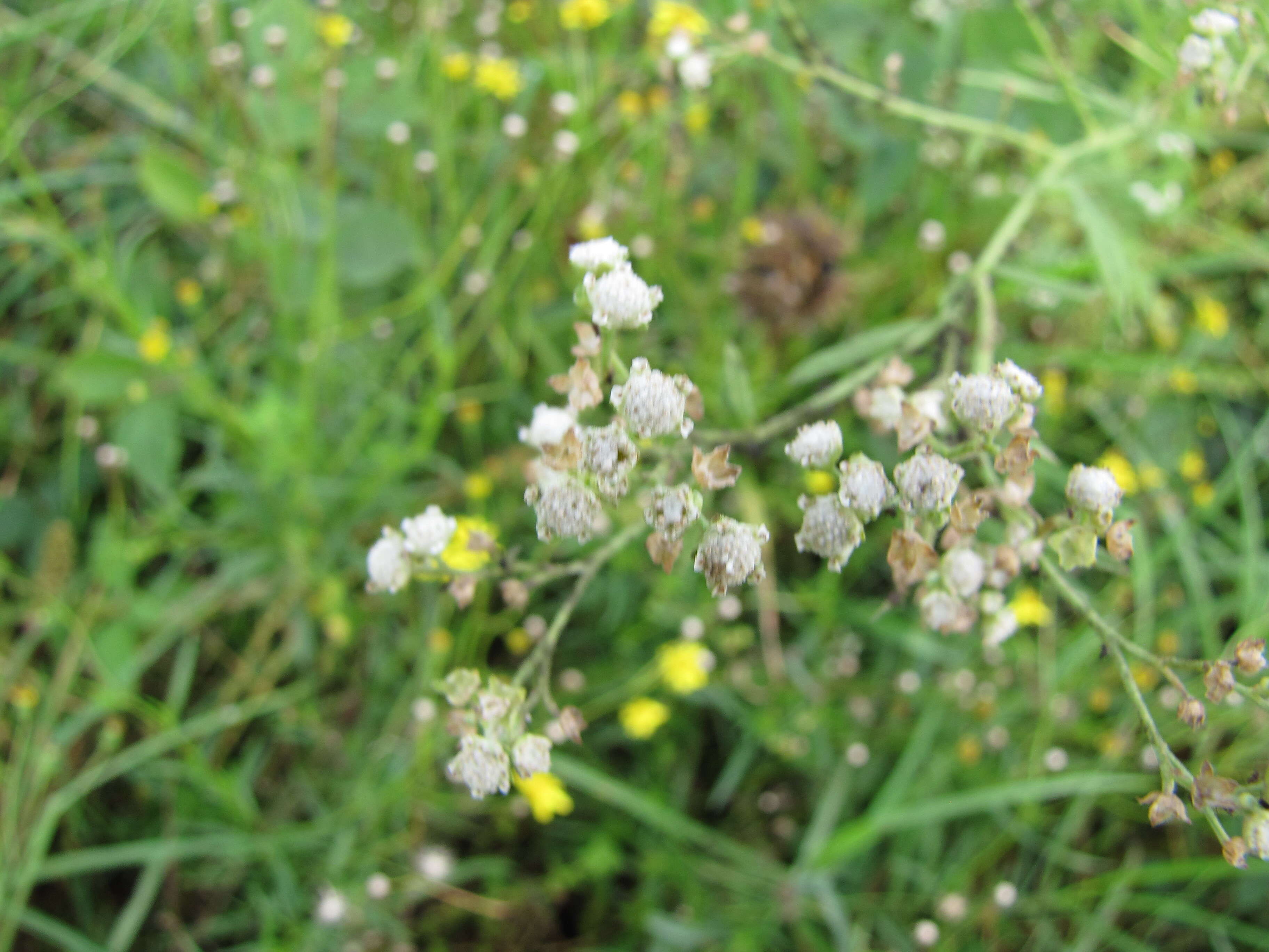 Image of Santa Maria feverfew