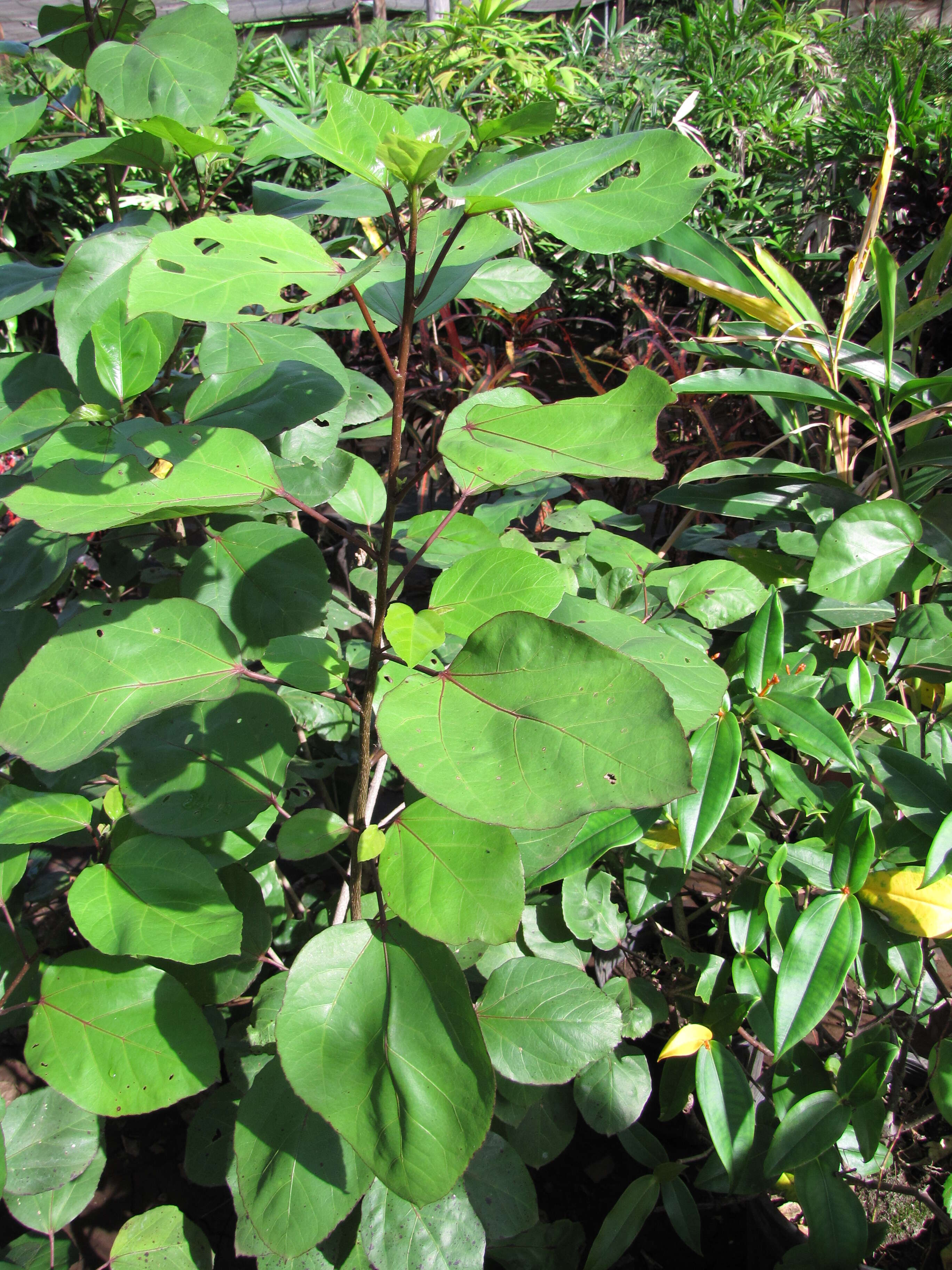 Image of white Kauai rosemallow