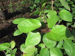 Image of white Kauai rosemallow