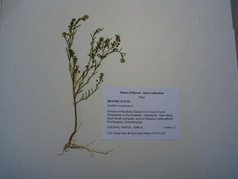 Image of Virginia pepperweed