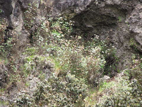 Image of sticky snakeroot