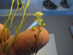 Image of Virginia pepperweed