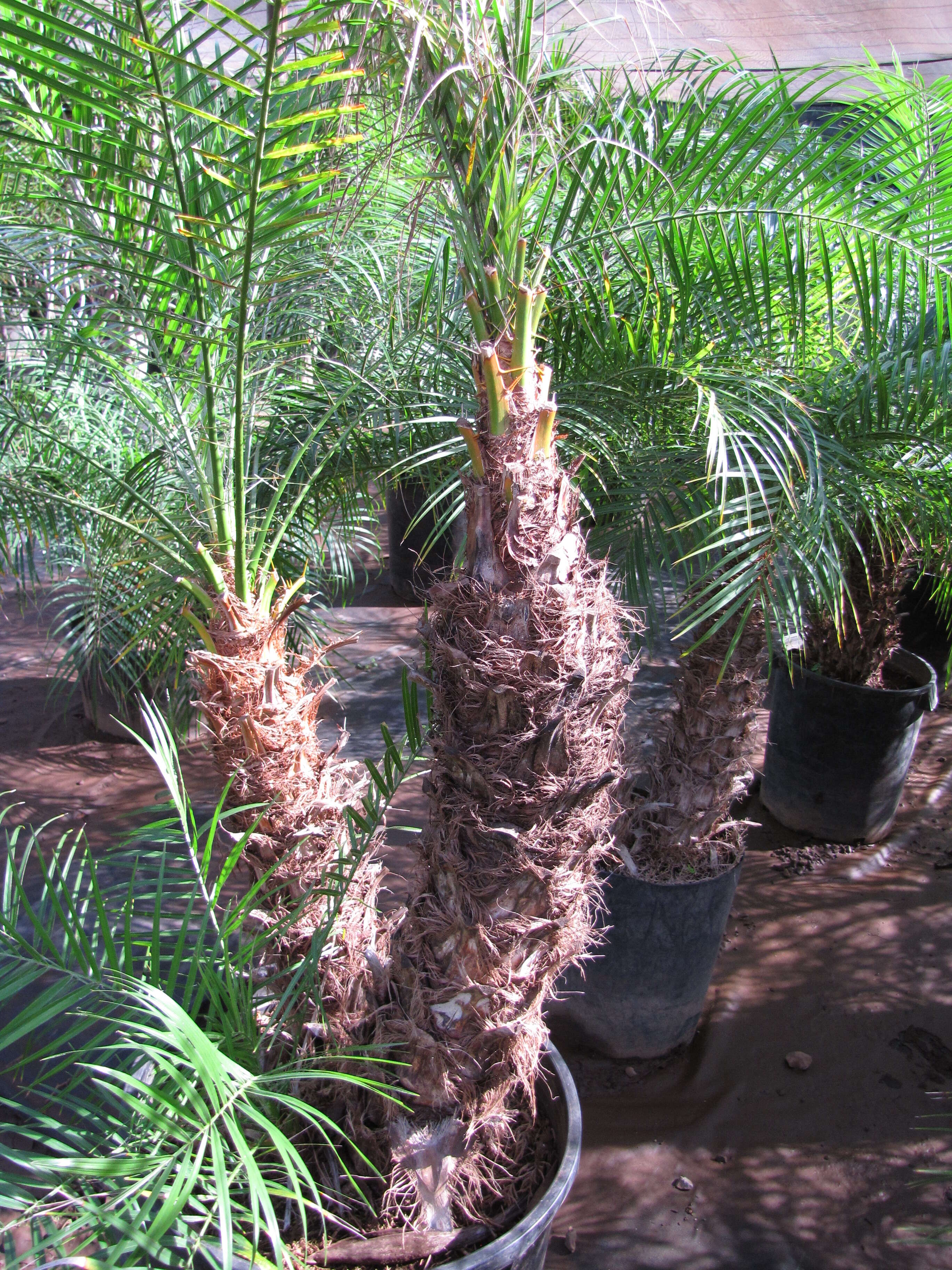 Image of pygmy date palm