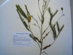 Слика од Melaleuca armillaris (Gaertner) Smith