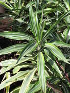 Image of fragrant dracaena