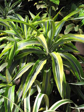 Image of fragrant dracaena