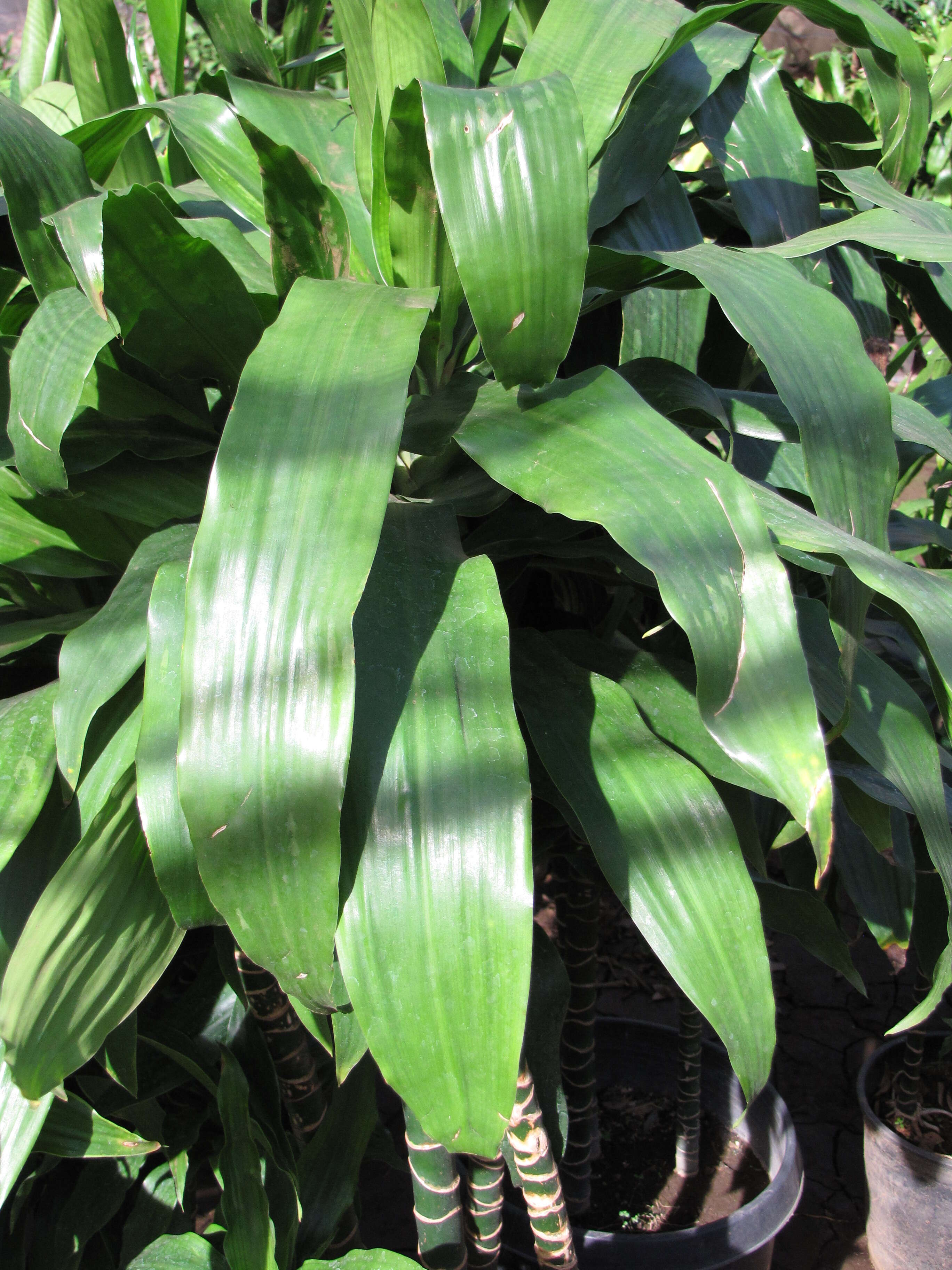 Image of fragrant dracaena