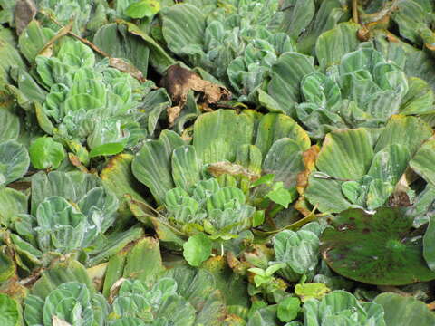 Image of pistia