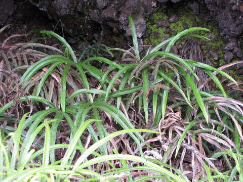 Imagem de Pteris cretica L.