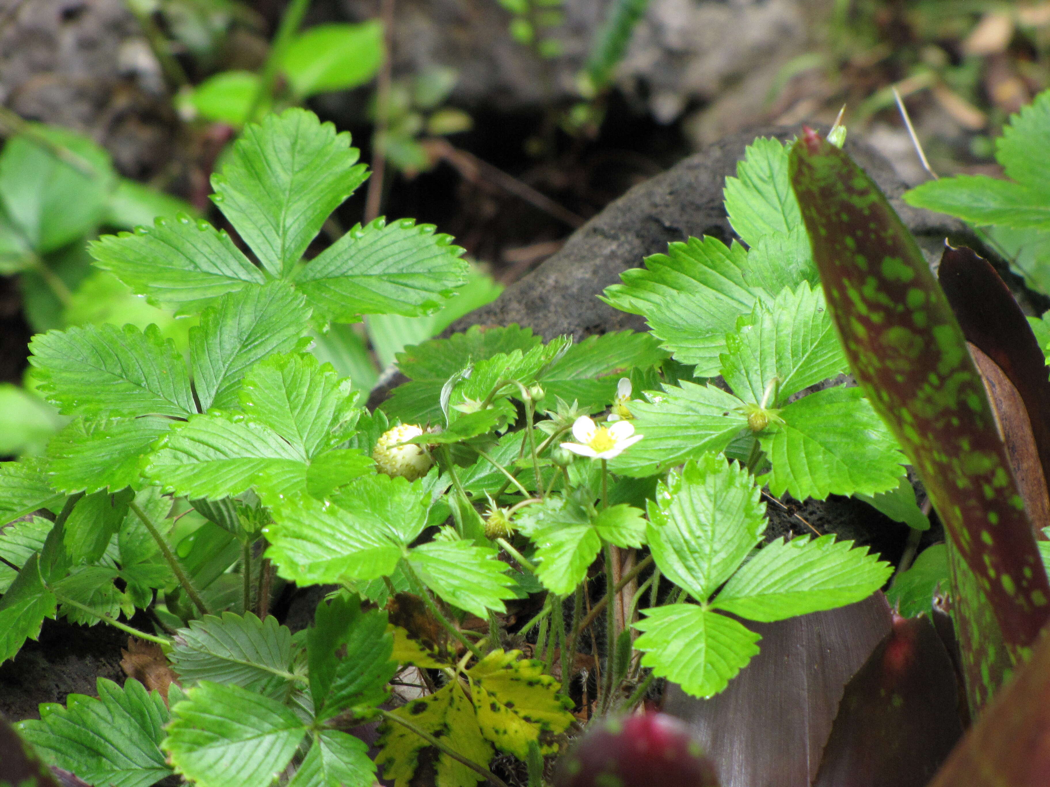 Image of woodland strawberry