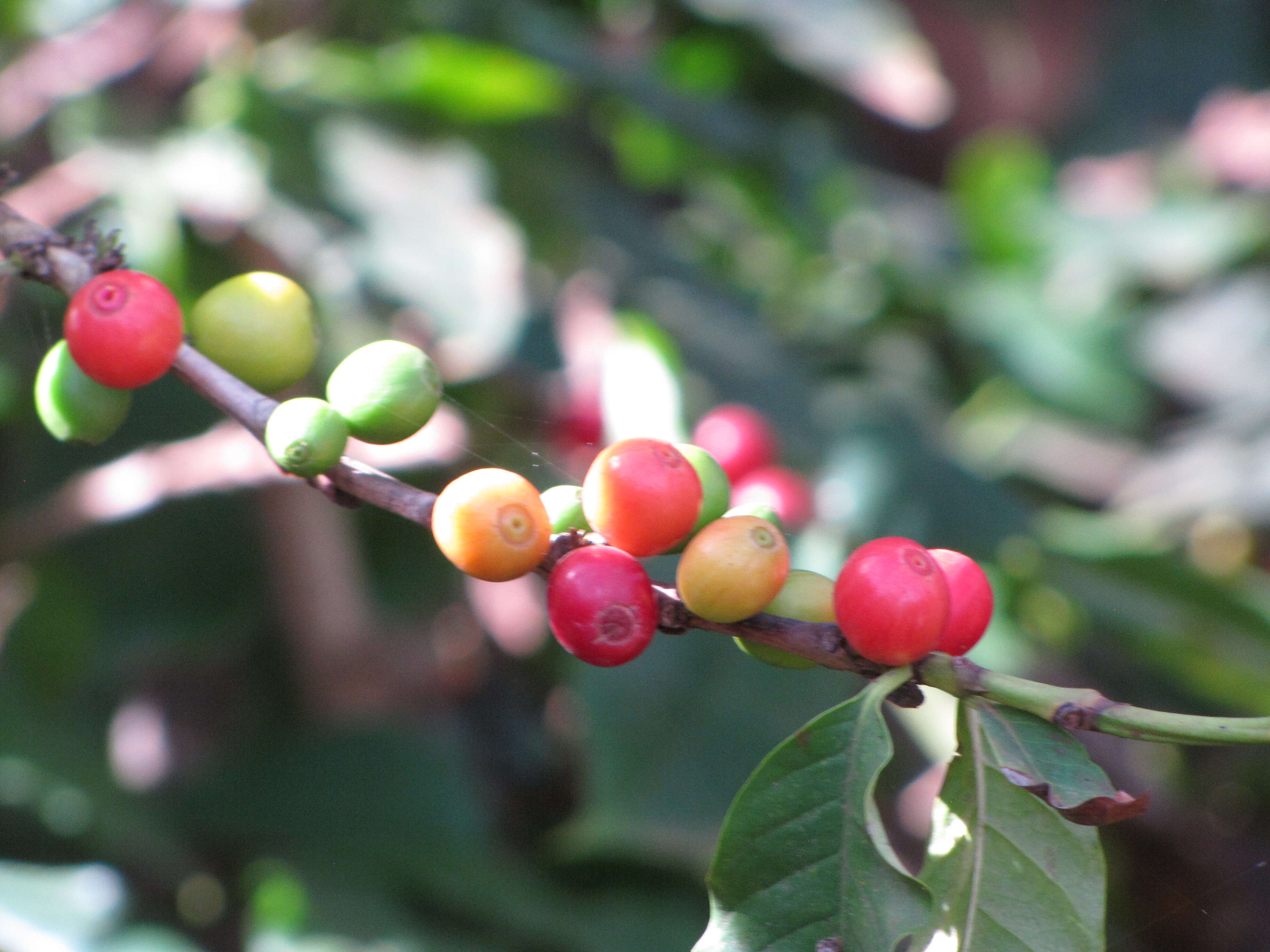 Coffea arabica L. resmi