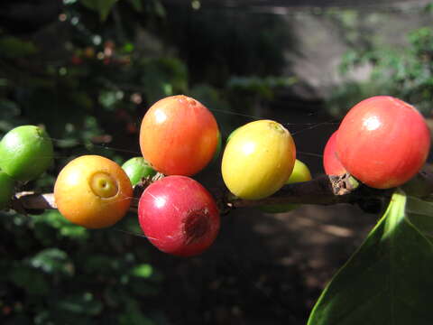 Coffea arabica L. resmi