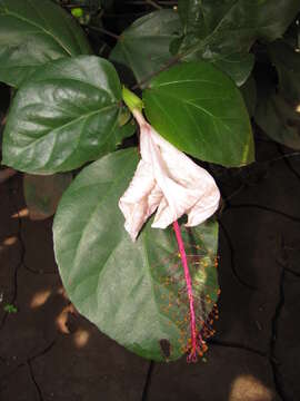 Image of white Kauai rosemallow