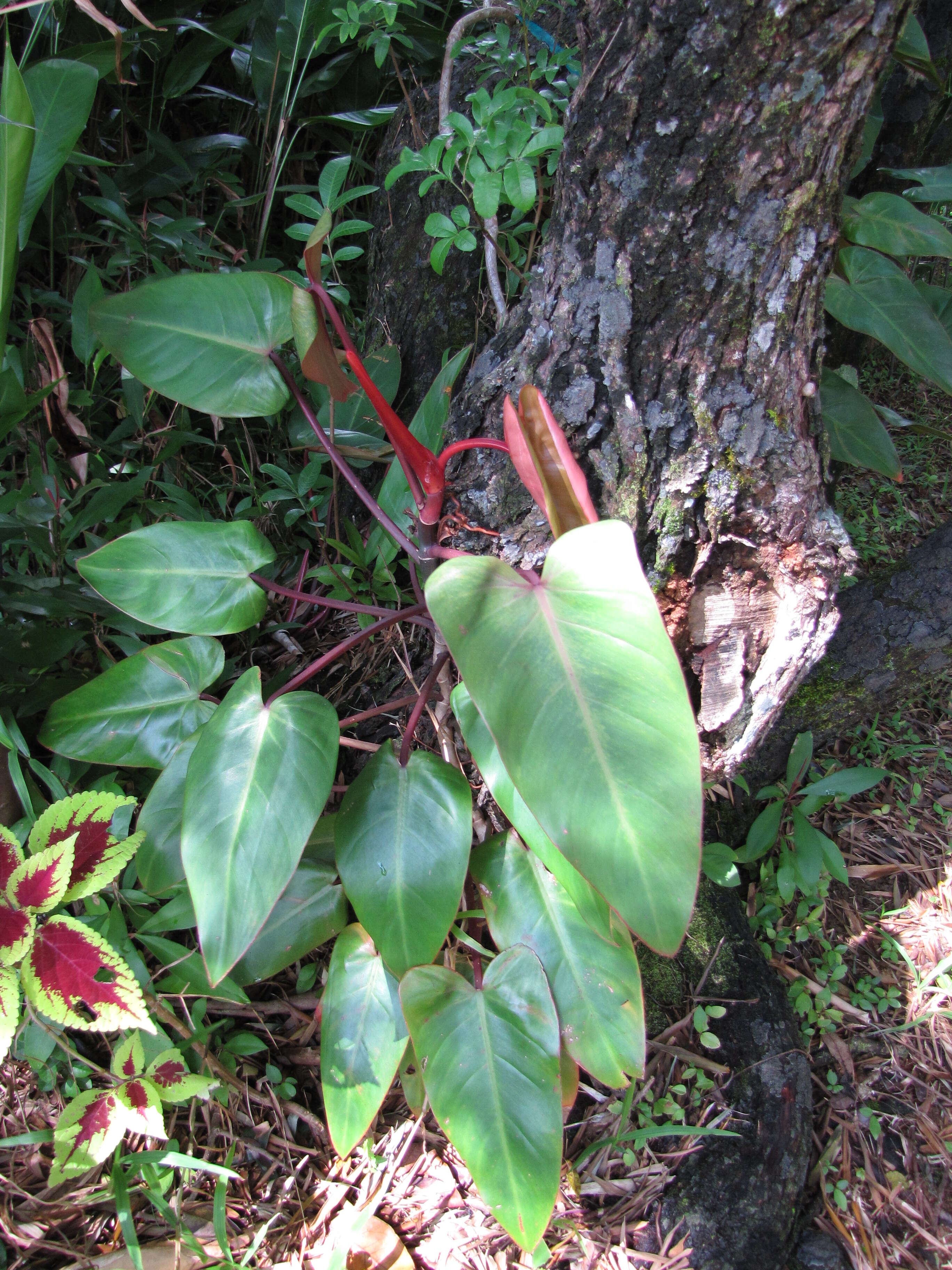 Image of philodendron