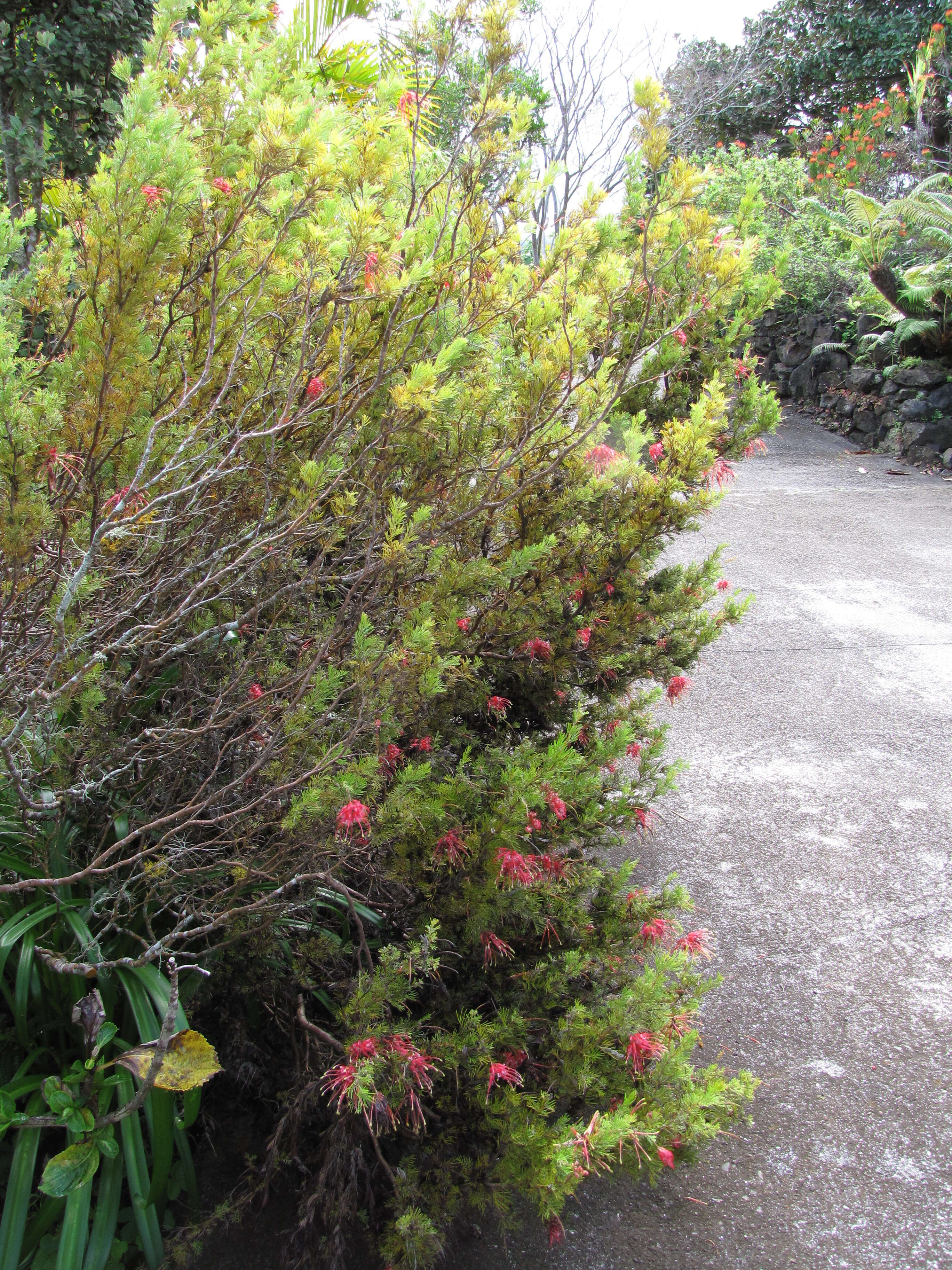 Image of Grevillea rosmarinifolia A. Cunn.