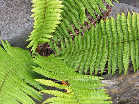 Image of alpine woodfern