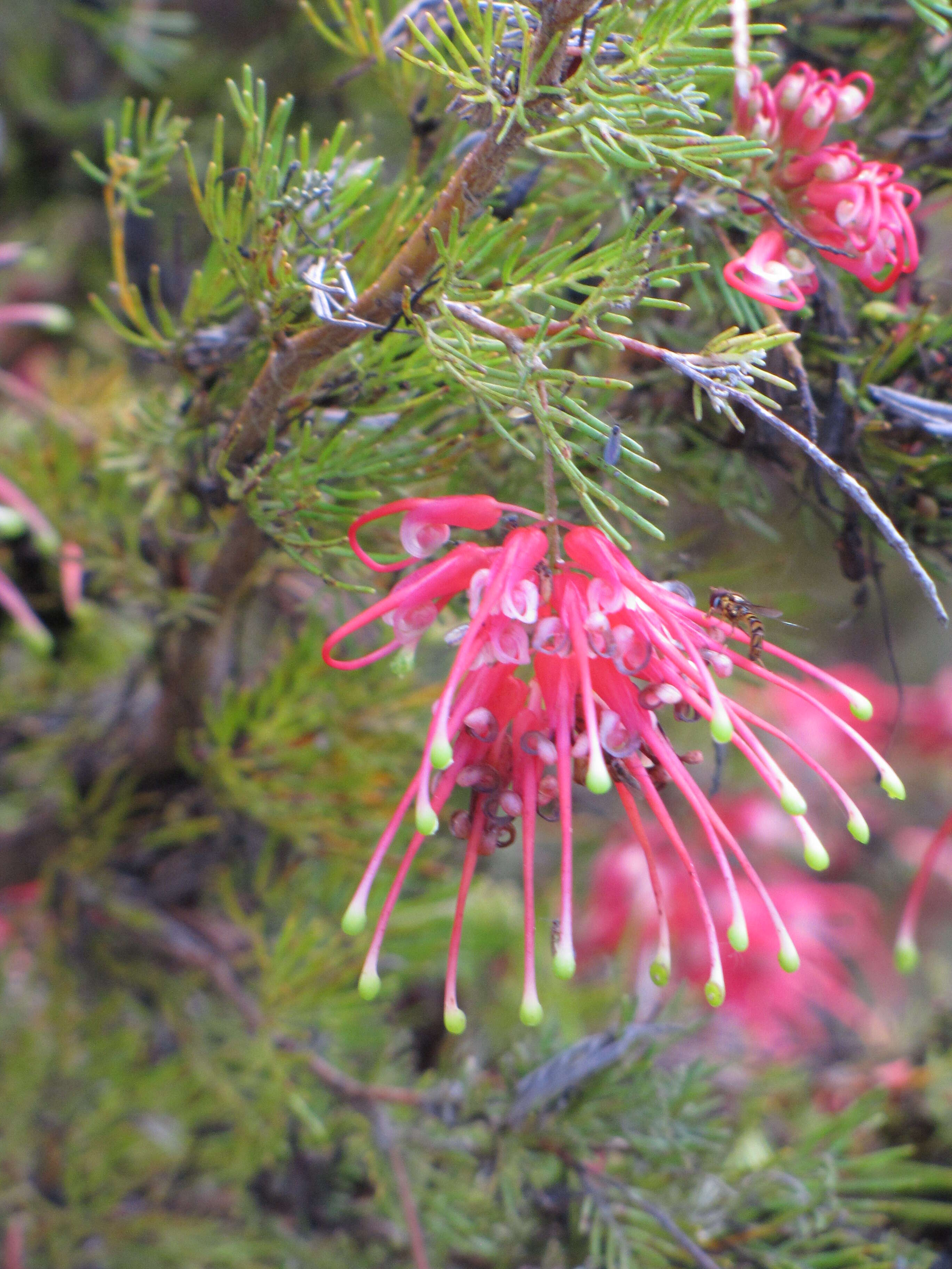 Image of Grevillea rosmarinifolia A. Cunn.