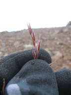 Image of red fescue