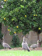 Image of Citrus × sinensis