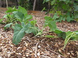 Image of kohlrabi