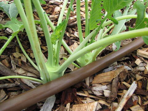 Image of kohlrabi