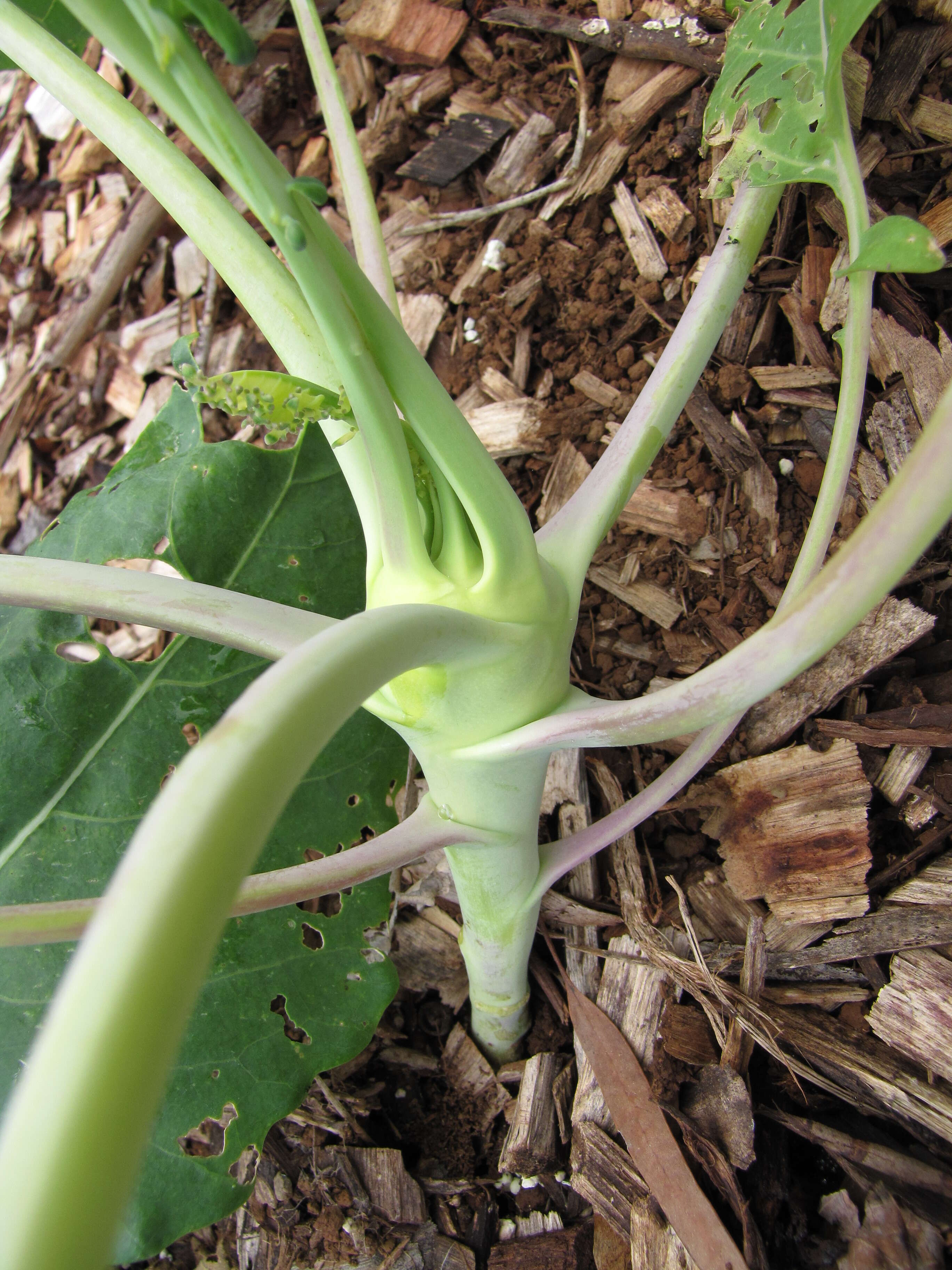 Image of kohlrabi