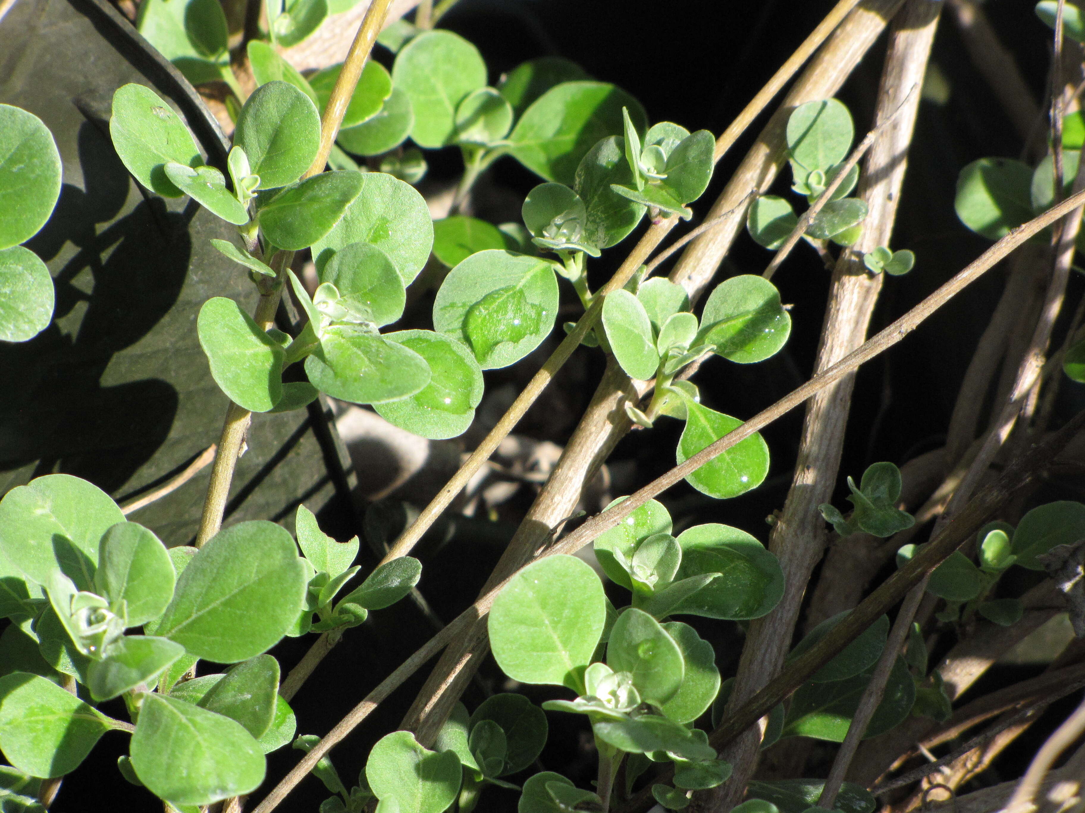 Image of roundleaf chastetree