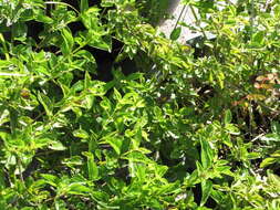 Image of trailing shrubverbena