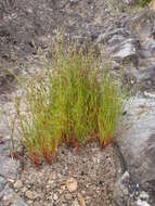 Imagem de Juncus bufonius L.