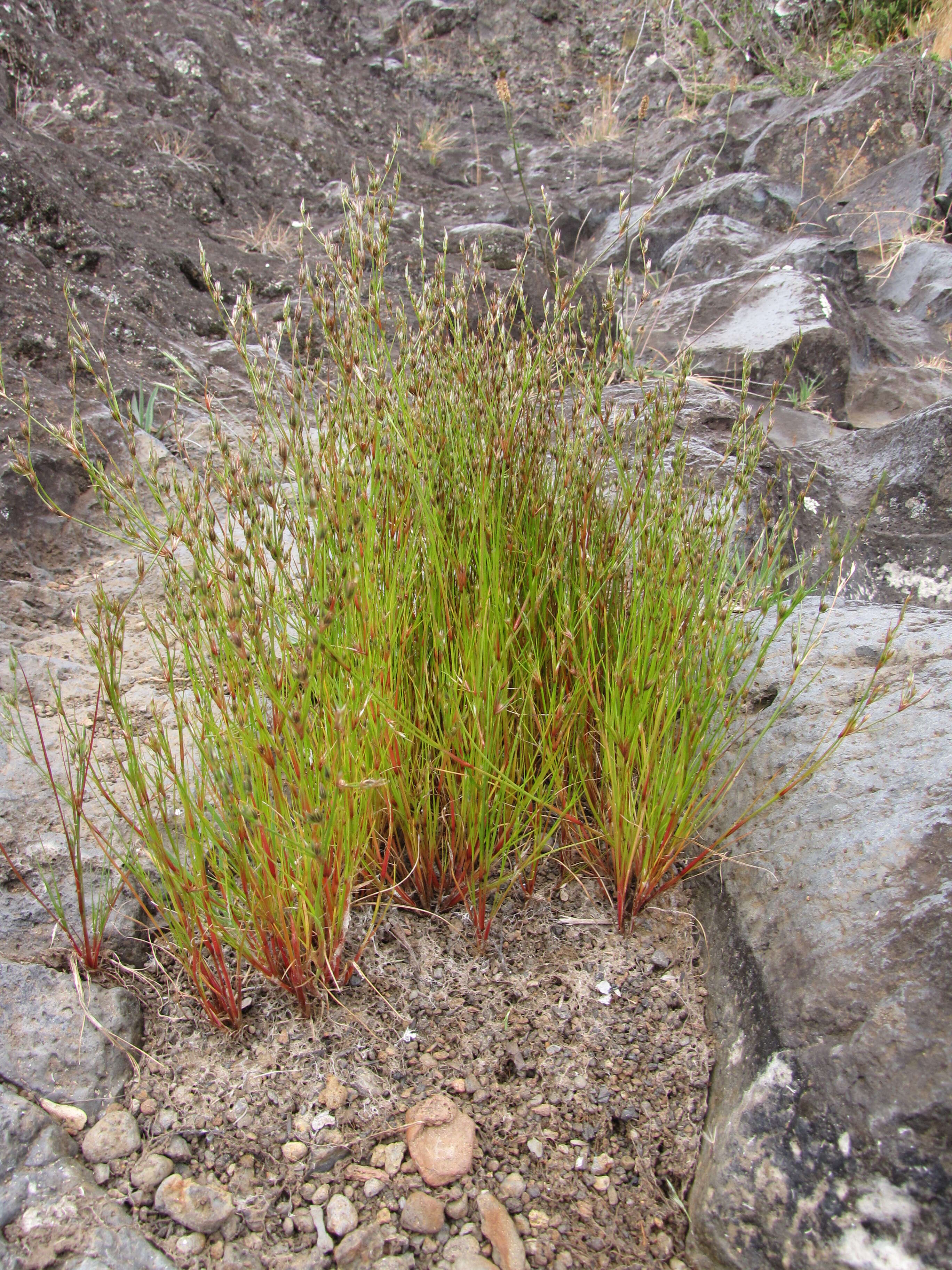 Image of Toad Rush