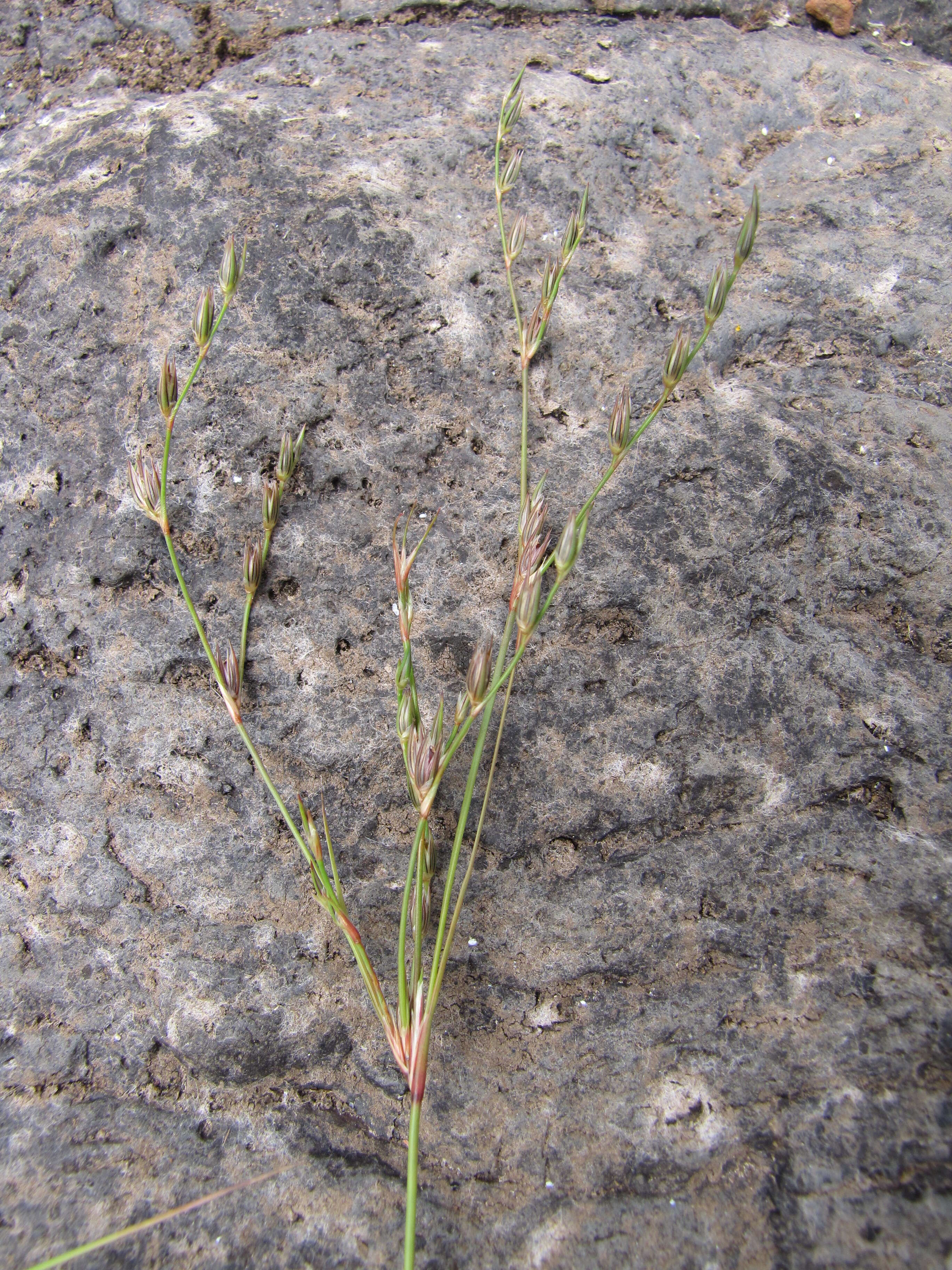 Imagem de Juncus bufonius L.