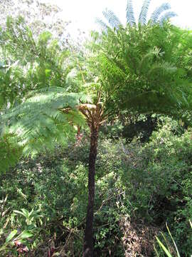 Image of Lacy Tree Fern