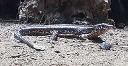 Image de Zonosaure à quatre bandes