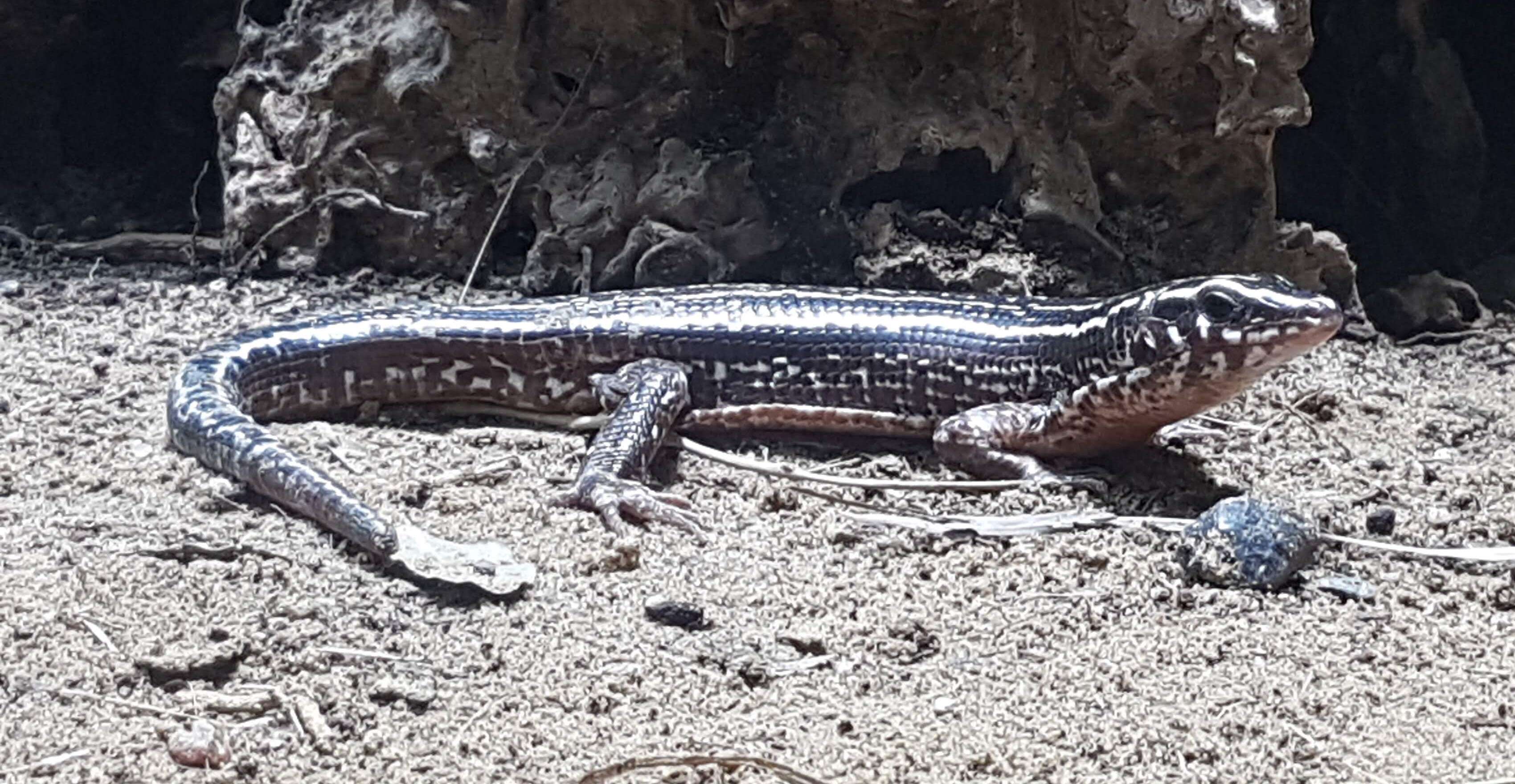 Image of Four-lined Girdled Lizard