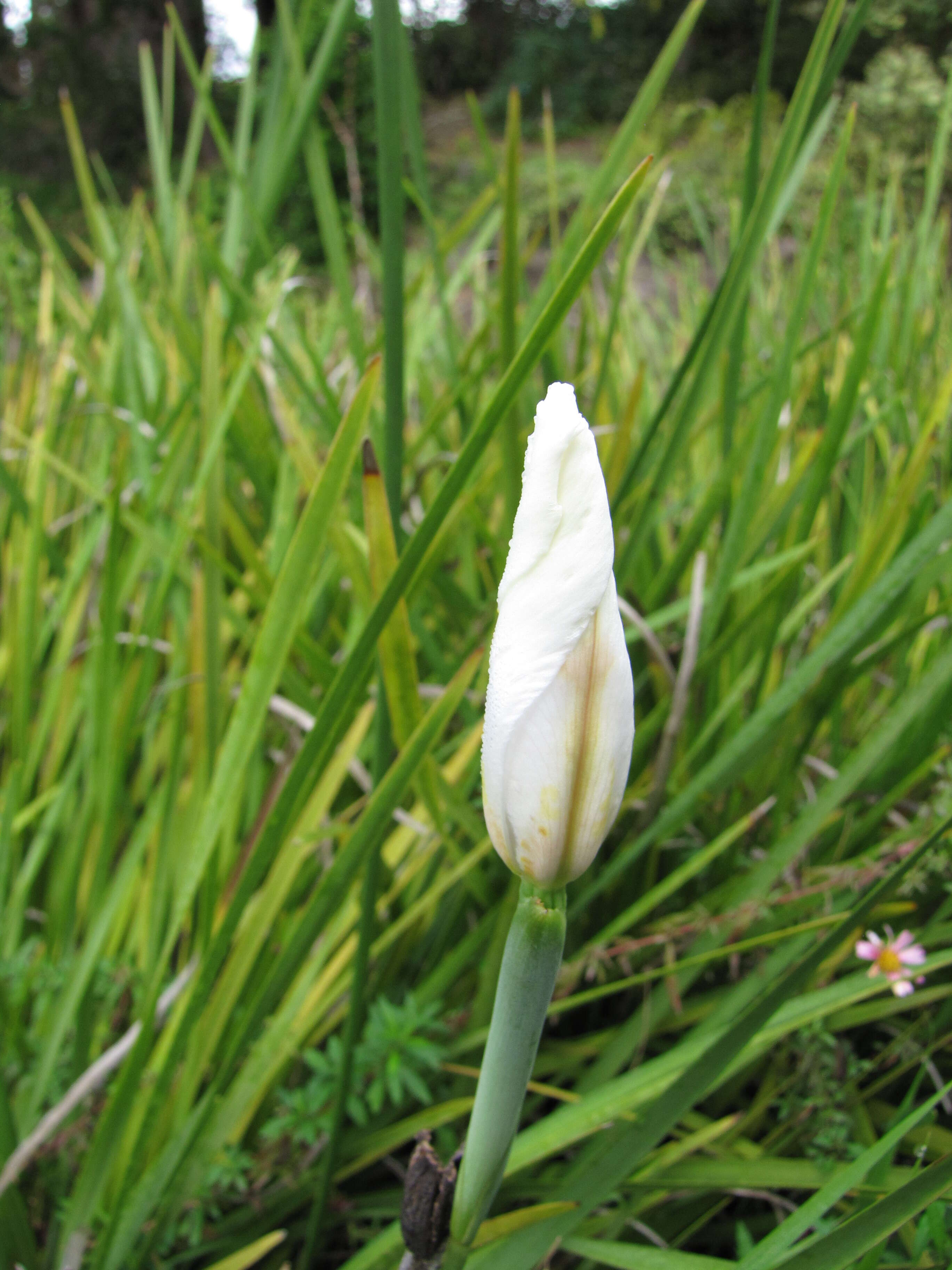 Image of Wild iris