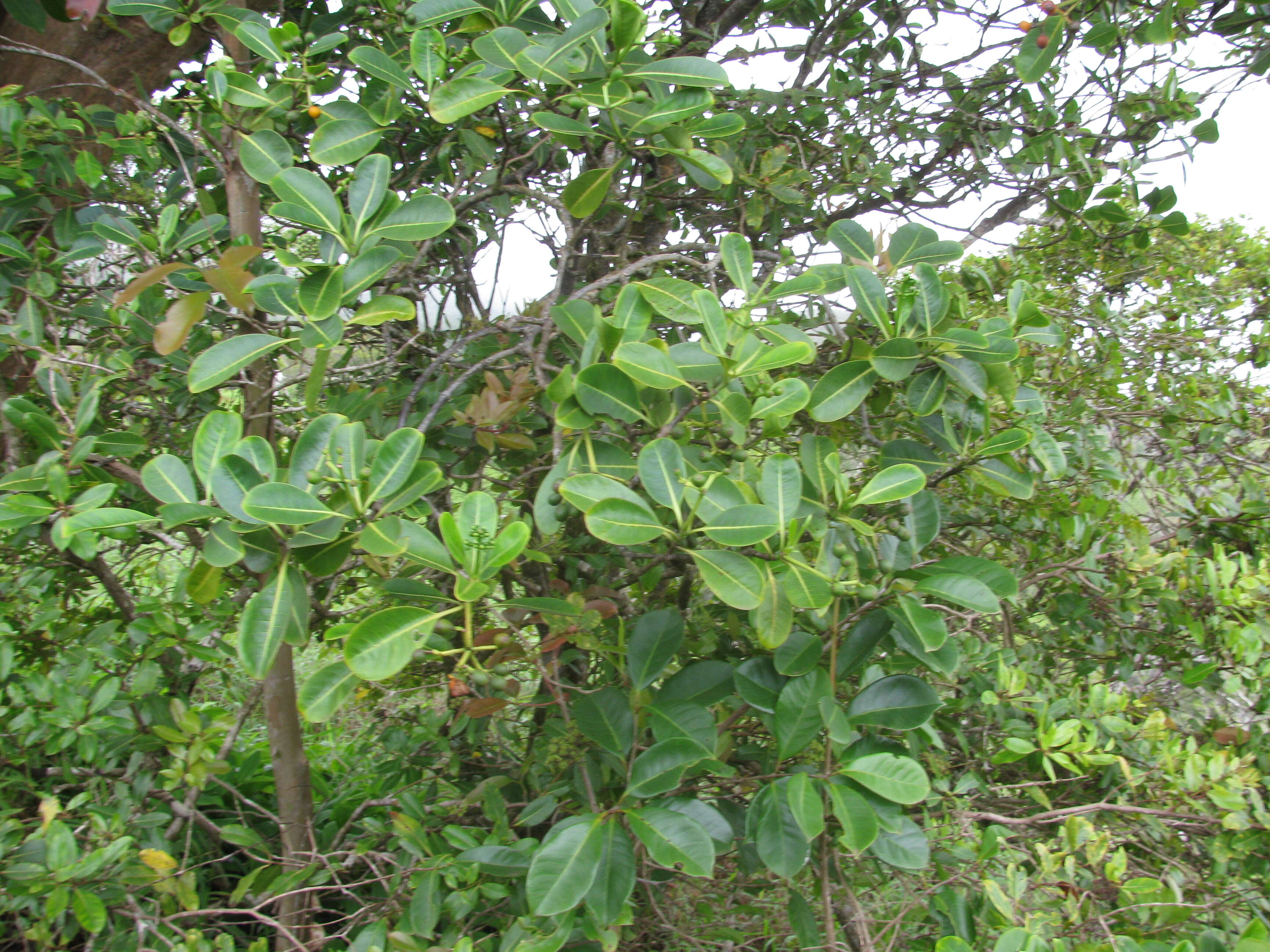 Plancia ëd Psychotria mariniana (Cham. & Schltdl.) Fosberg