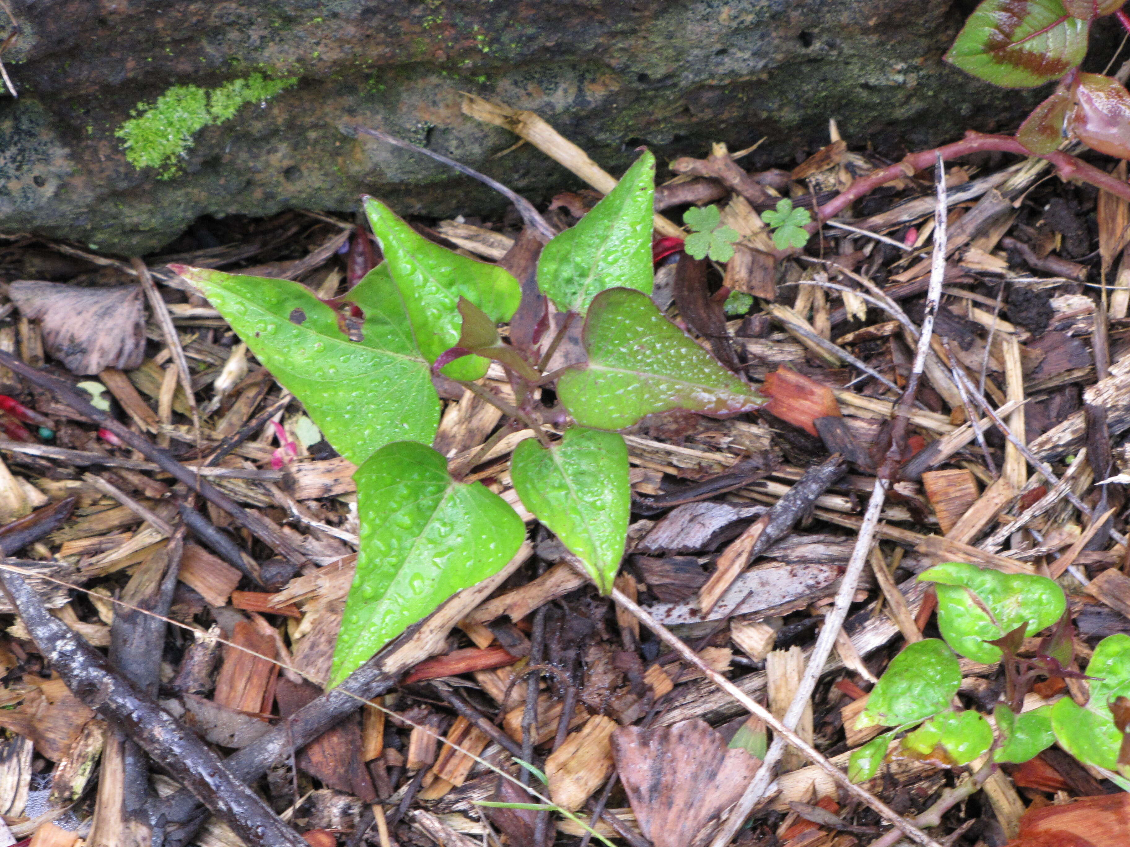 Image of sweet potato