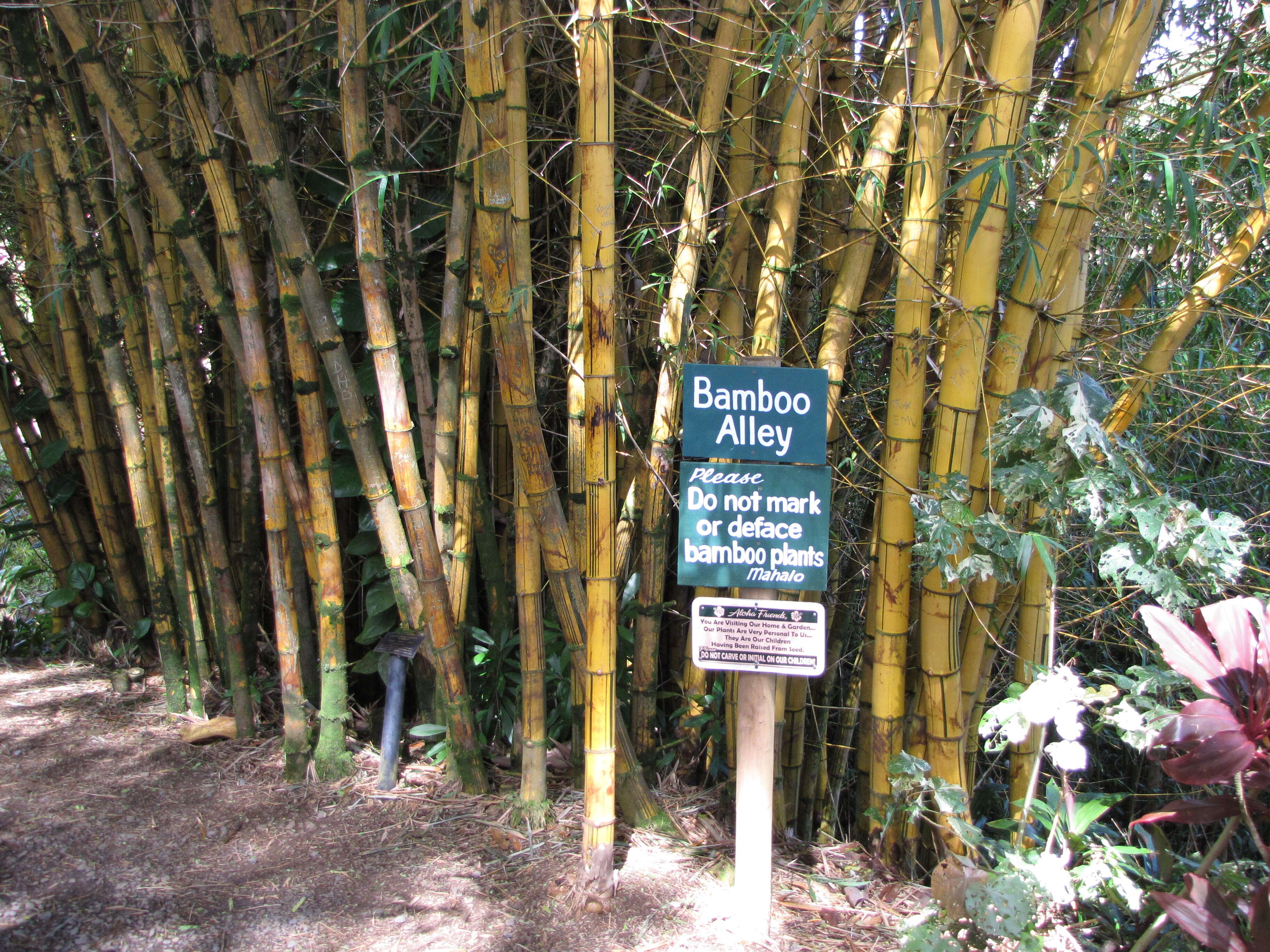 Image of common bamboo