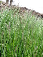 Image of Smooth Meadow-grass