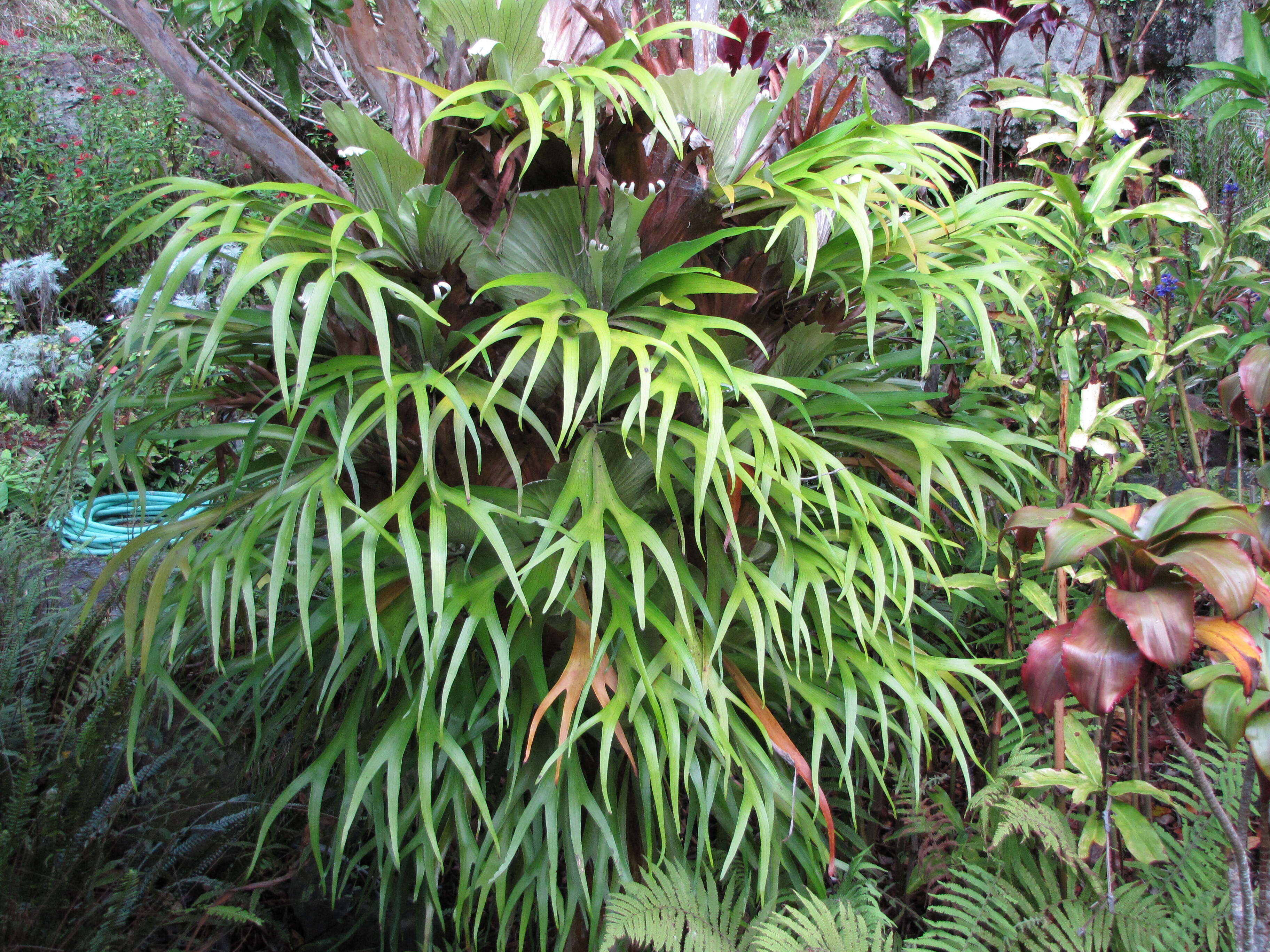 Image of elkhorn fern