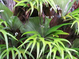 Image of elkhorn fern