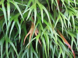 Image of elkhorn fern