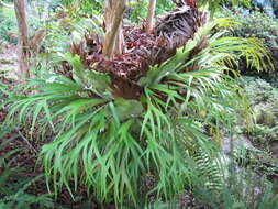 Image of elkhorn fern