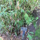 Слика од Bambusa glaucophylla Widjaja